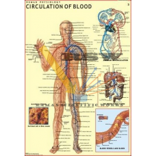 Human Circulation of Blood Big-vcp
