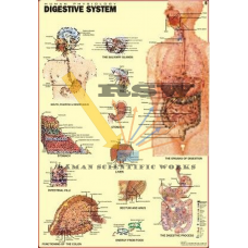 Human Digestive System Big-vcp