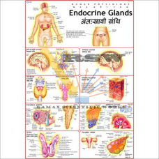 Human Endocrine System Big-vcp