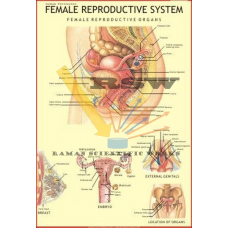 Human Female Reproductive System Big-vcp