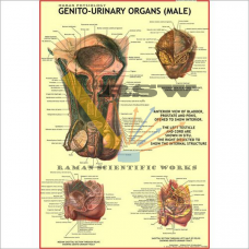 Human Genito Urinary Organs (Male) Big-vcp