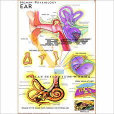 Human Ear Big-vcp