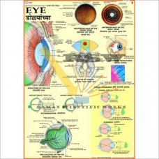 Human Eye Big-vcp