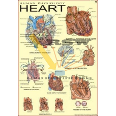 Human Heart Big Big-vcp