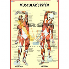 Human Muscular System Big-vcp
