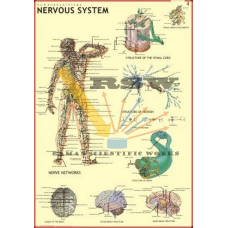 Human Nervous System Big-vcp