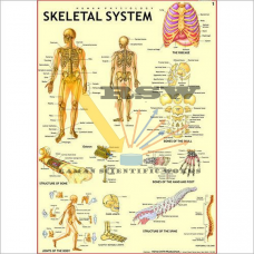 Human Skeletal System Big-vcp