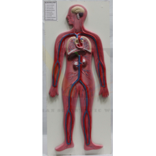 Human Circulatory System on Board