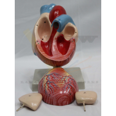 Human Heart dissectible 4 Parts