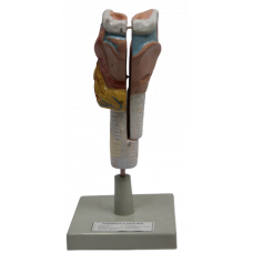 Human Larynx (Thyroid) Model 