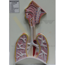 Human Respiratory system on board