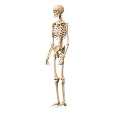 Human Skeleton – Life Size