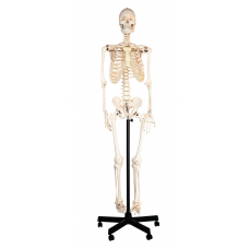 Human Skeleton-Life Size with Stand 