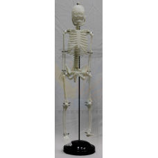 Human Skeleton-Plastic Medium