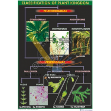 Plant Kingdom- Classification