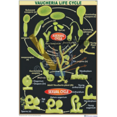 Vaucheria Life Cycle