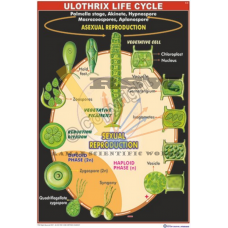 Ulothrix Life Cycle