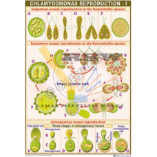 Chlamydomonas Reproduction-I (Isogamous & Anisogamous Sexual Reproduction)