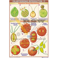 Chlamydomonas Reproduction-II (Oogamous Sexual Reproduction and Zygospore Germination)