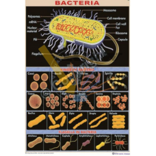 Bacteria: Ultra Structure and Kinds 