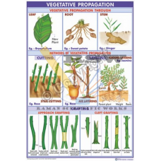 Vegetative Propagation in Plants {Stem Cutting, Layering and Grafting}