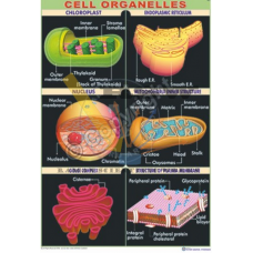 Cell Organelles (Structure of Chloroplast, Mitochondria, Plasma Membrane, Nucleus, Endoplasmic Reticulum, Golgi Complex}