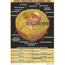 Ultra Structure of Animal Cell
