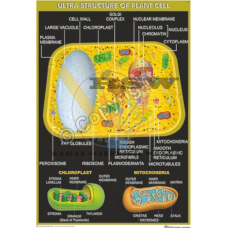 Ultra Structure of Plant Cell