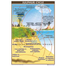 Sulphur Cycle
