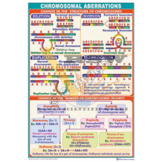 Chromosomal Aberrations {Depicts the changes in the structure and number of chromosome which cause mutations}