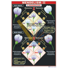 Mendelism-II {Covers the topic of Test cross and Back cross by taking flower colour as an example}