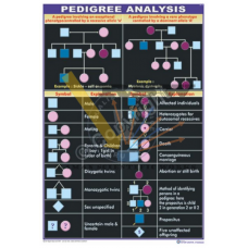 Pedigree Analysis {Illustrates pedigree involving phenotype controlled by a recessive allele and a dominant allele and symbols used in Human Pedigree Analysis}