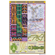 Human Chromosomes & Giant Chromosomes {Types & Structures}