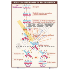 Molecular Mechanism of Recombination