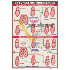 Cytoplasmic Inheritance {Presents the Cytoplasmic exchange between killer and sensitive Paramecia}