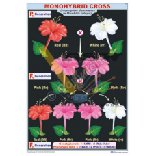 Monohybrid Cross (InComplete Dominance)