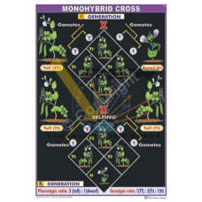 Monohybrid Cross (10+2 Level) Ex: Stem Height