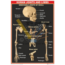 Human Joints & Limbs