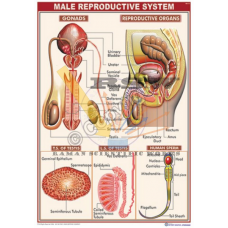 Human Reproductive System Male