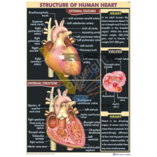 Structure of Human Heart & Valves