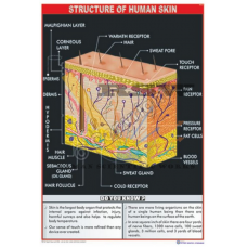 Structure of Human Skin