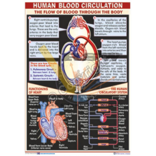 Human Blood Circulation 