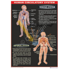 Human Circulatory System Arterial & Venous
