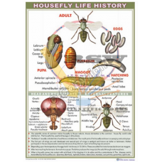 Housefly Life History & Mouth Parts