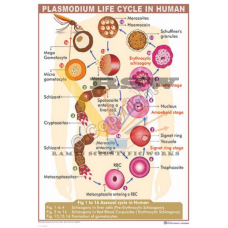 Plasmodium Life Cycle in Human