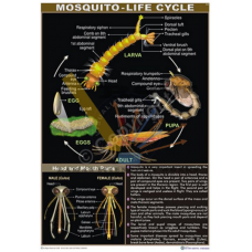 Mosquito Life History & Mouth Parts
