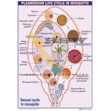 Plasmodium Life Cycle in Mosquito