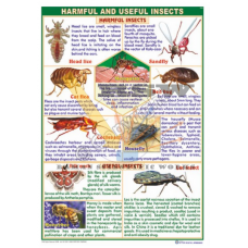 Harmful and Useful Insects